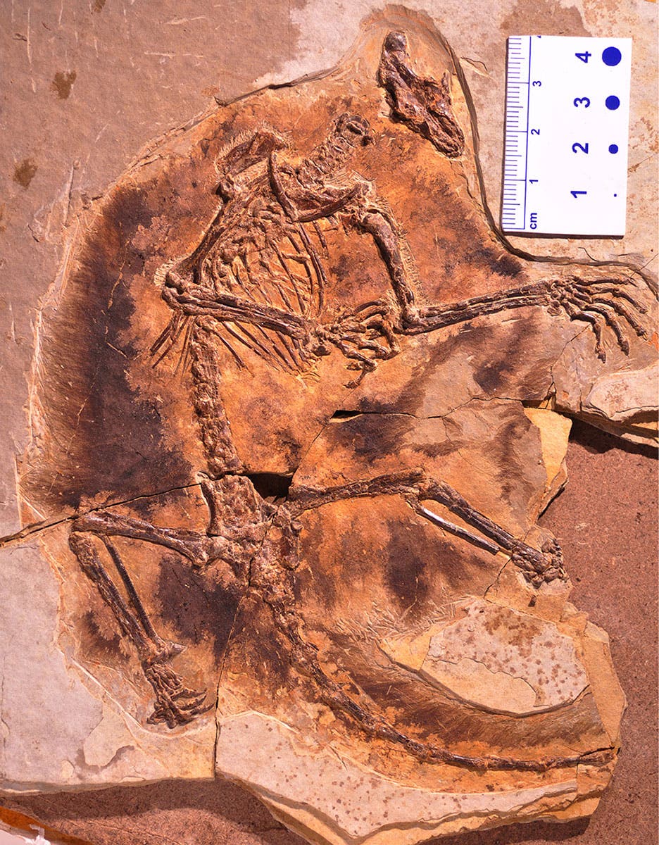 Maiopatagium furculiferum war das erste Gleithörnchen