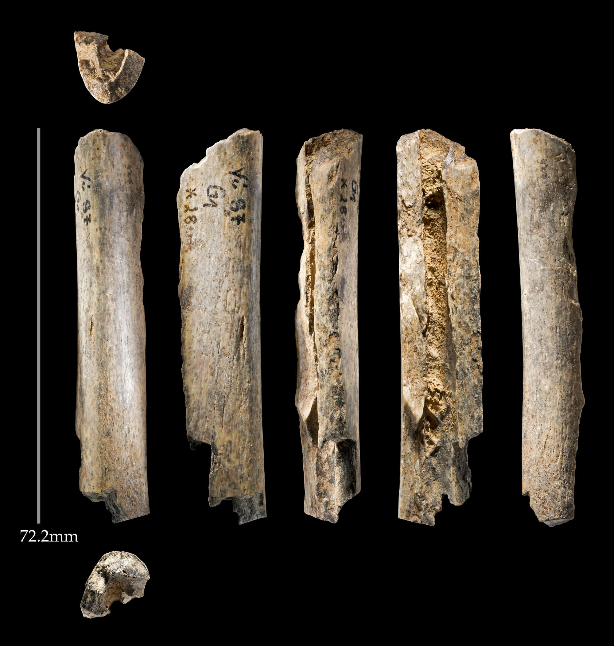 Knochen von Neandertalern aus der Vindija-Höhle