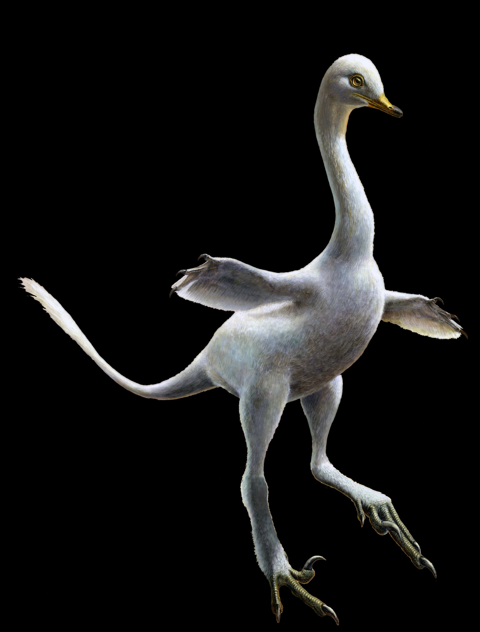 3. Halszkaraptor escuilliei – Der Dino-Schwan