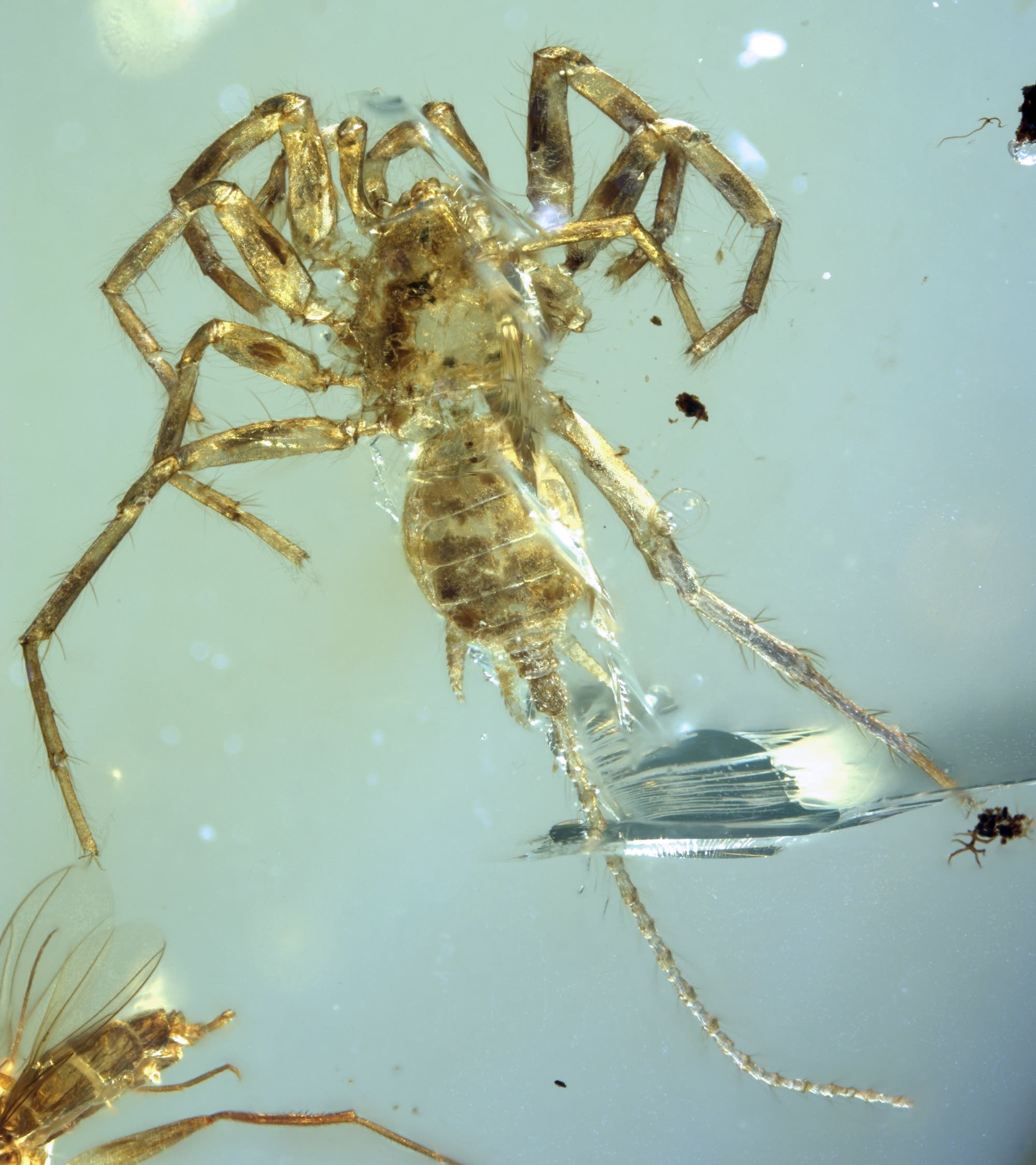 Fossiler Skorpion oder eine Spinne aus der Kreidezeit?