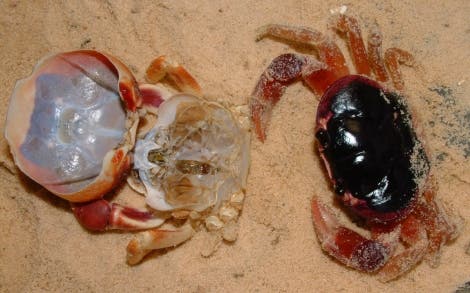 Frisch gehäutete Hollywood-Krabbe mit alter Hülle 