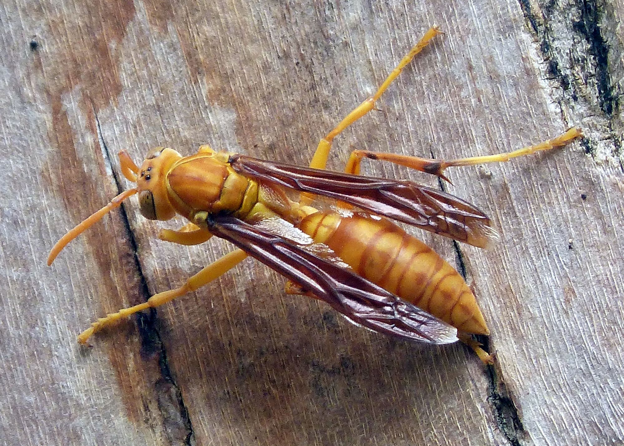 Polistes olivaceus ist eine gelb-orangefarbene, recht große Wespe. Hier auf einem Stück Rinde