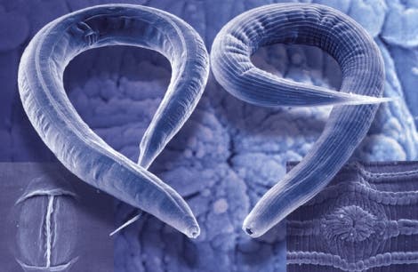 <i>C. elegans</i> und <i>Pristionchus pacificus</i>