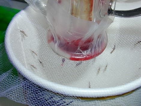 <i>Anopheles</i>-Mücken bei der Blutmahlzeit