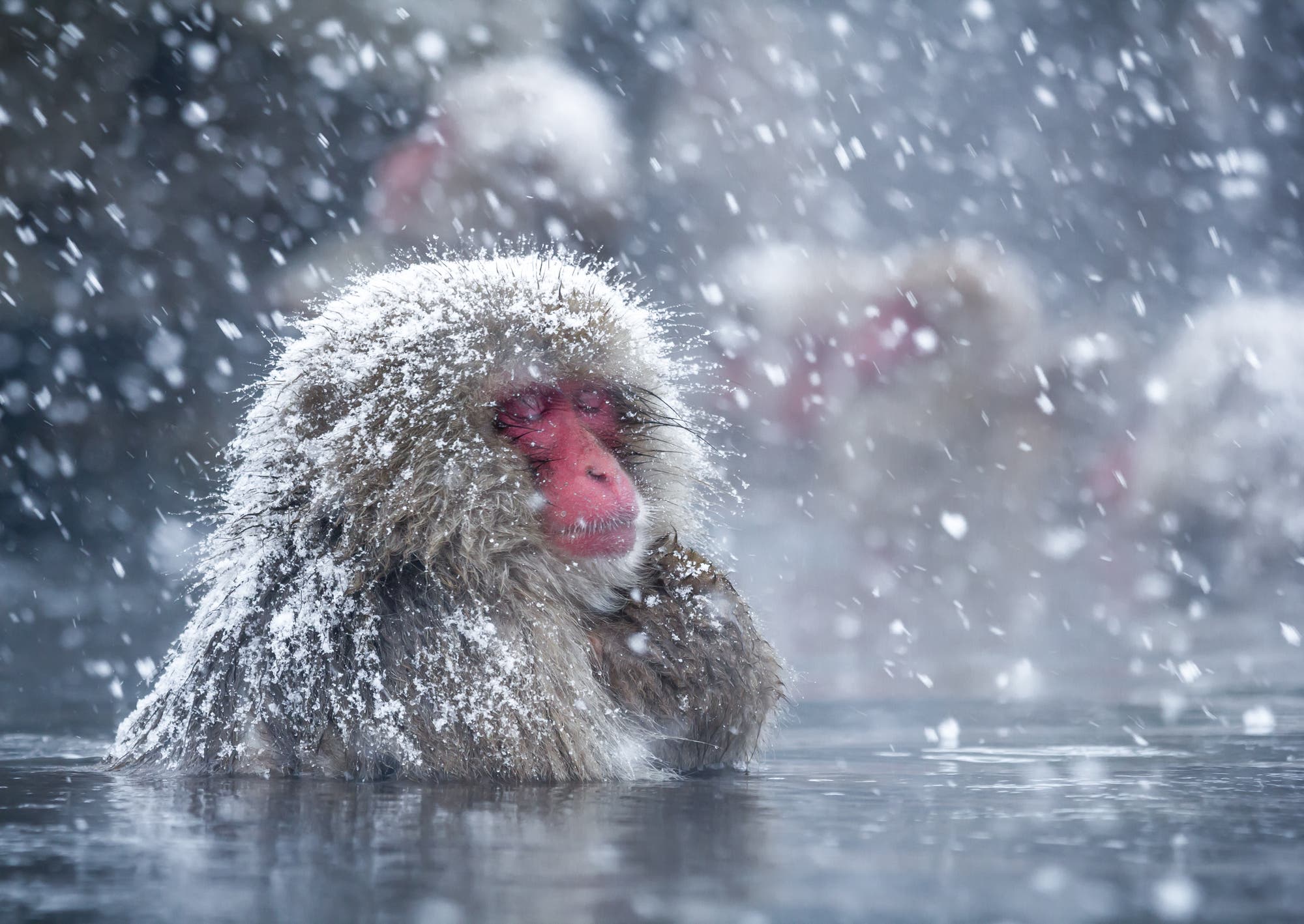 Ein Japanmakak bei Schnee in heißer Quelle