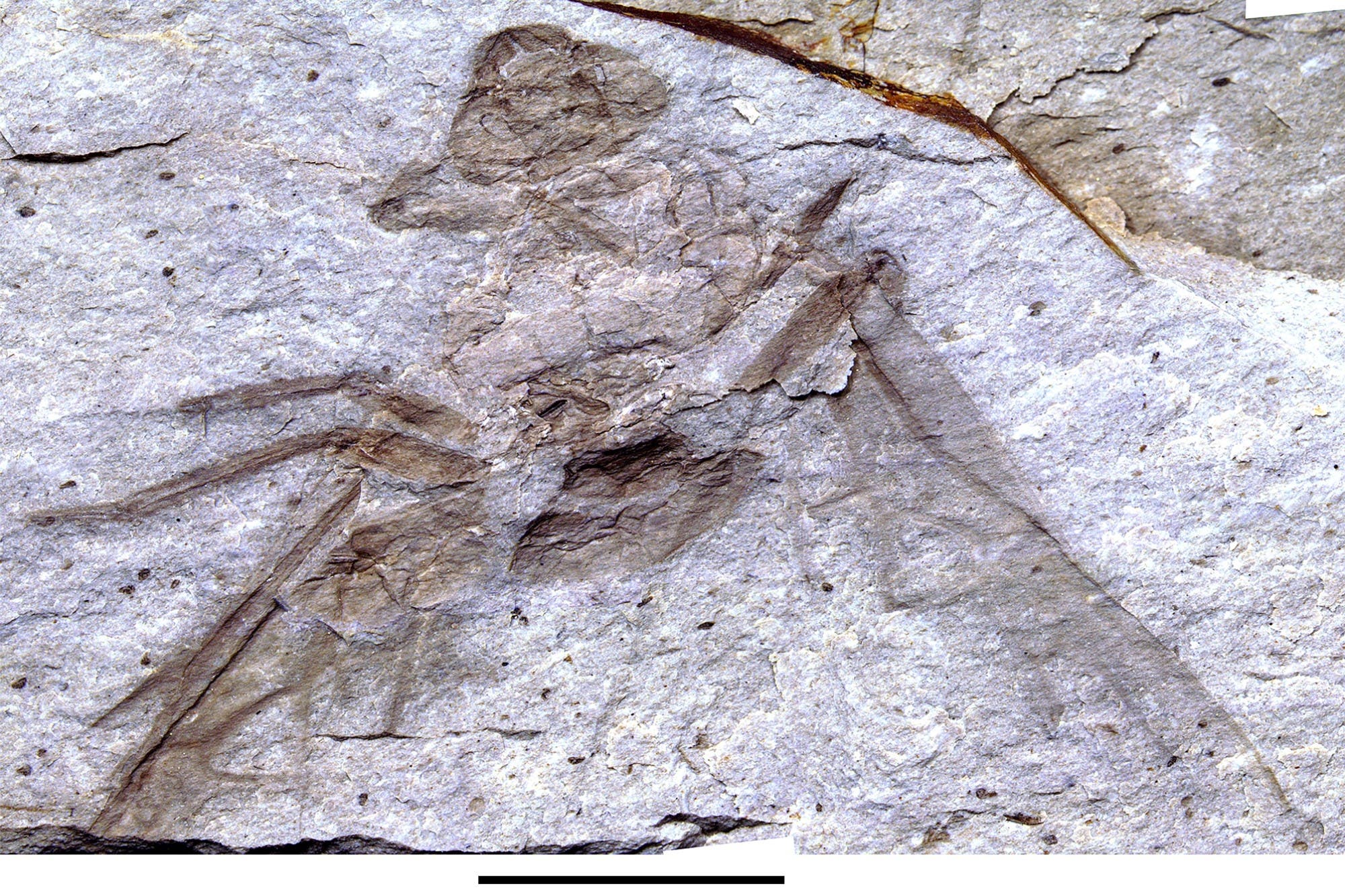 Fossil der neu entdeckten Riesenameise
