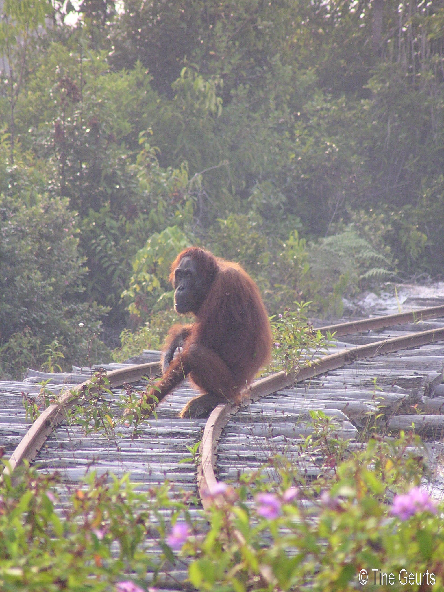Orang-Utan auf Holzfällergleisen