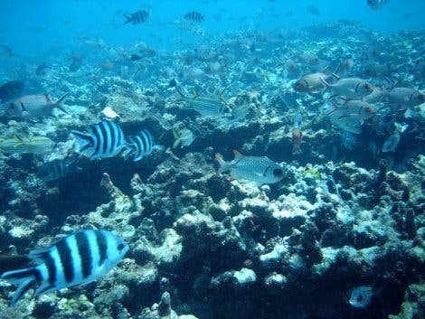 Abgestorbenes Riff mit noch vielen Fischen