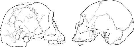 <i>H. floresiensis</i> und <i>H. sapiens</i>