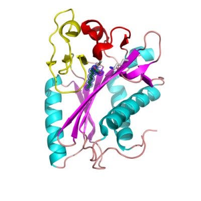 Tuberkulposeprotein LitB