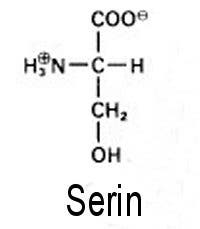 Die Aminosäure Serin 