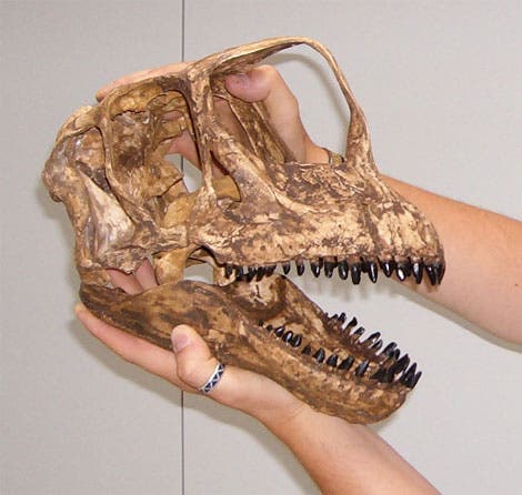 Rekonstruktion des Schädels eines <i>Europasaurus holgeri</i>