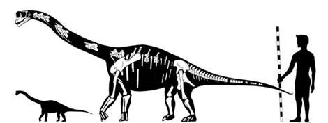 Größenvergleich des <i>Europasaurus holgeri</i>