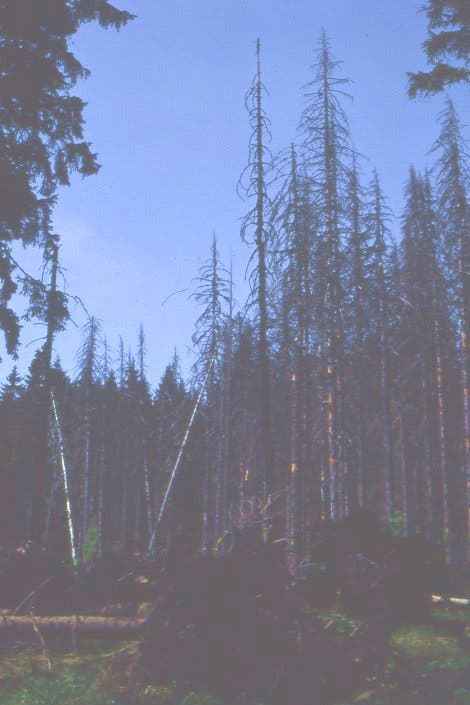 Waldschäden im Böhmerwald