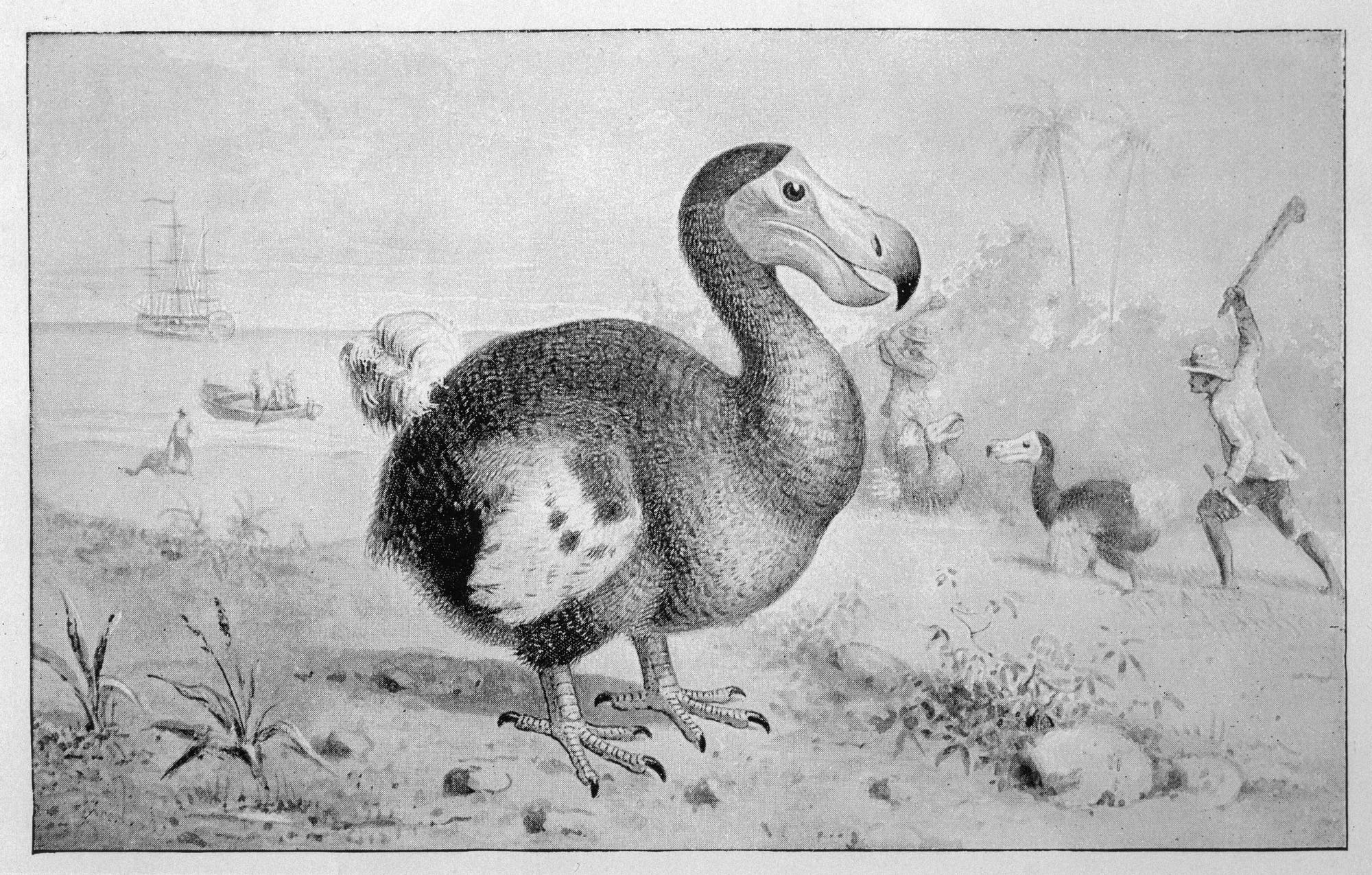 Der Dodo kannte keine Furcht