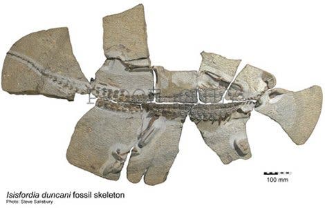 Fossil des Kreidezeit-Krokodils