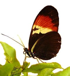 Natürlicher Schmetterlingshybrid 