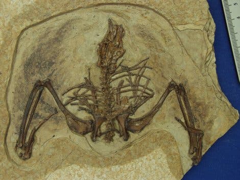 Fossil von <i>Gansus yumenensis</i>