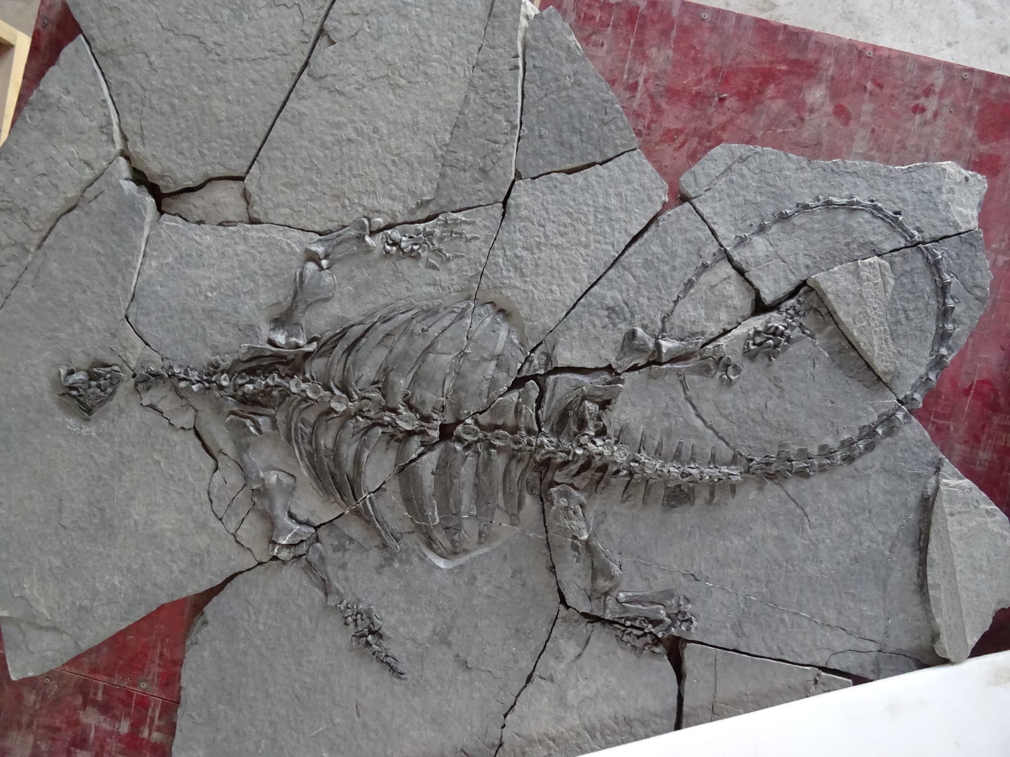 Versteinerte Überreste einer 228 Millionen Jahre alten Schildkröte