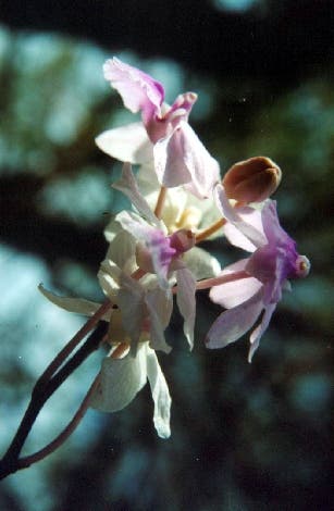 Blüten von <i>H.&nbsp;amesianum</i>