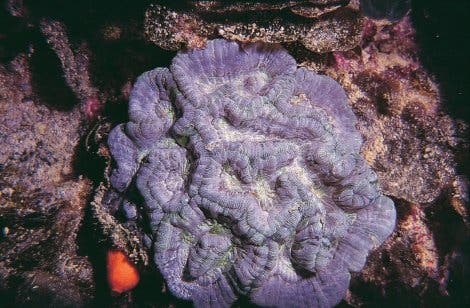 Endemische Koralle aus Australien