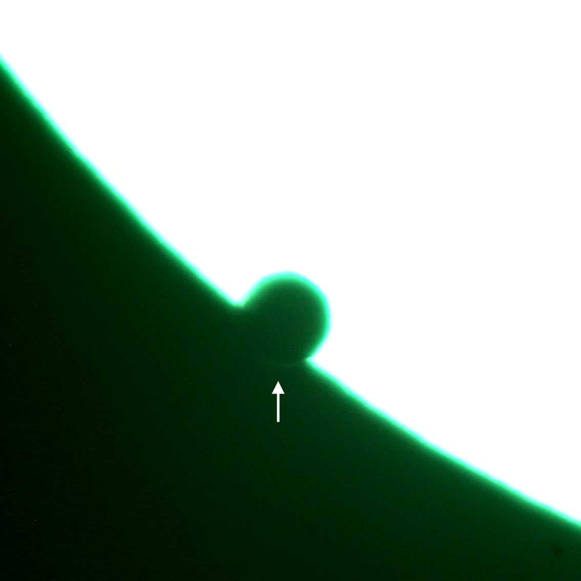 Schwarze Venus mit Lichtsaum