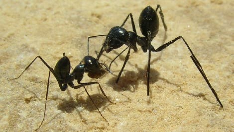 Ameisen mit und ohne Stelzen. 