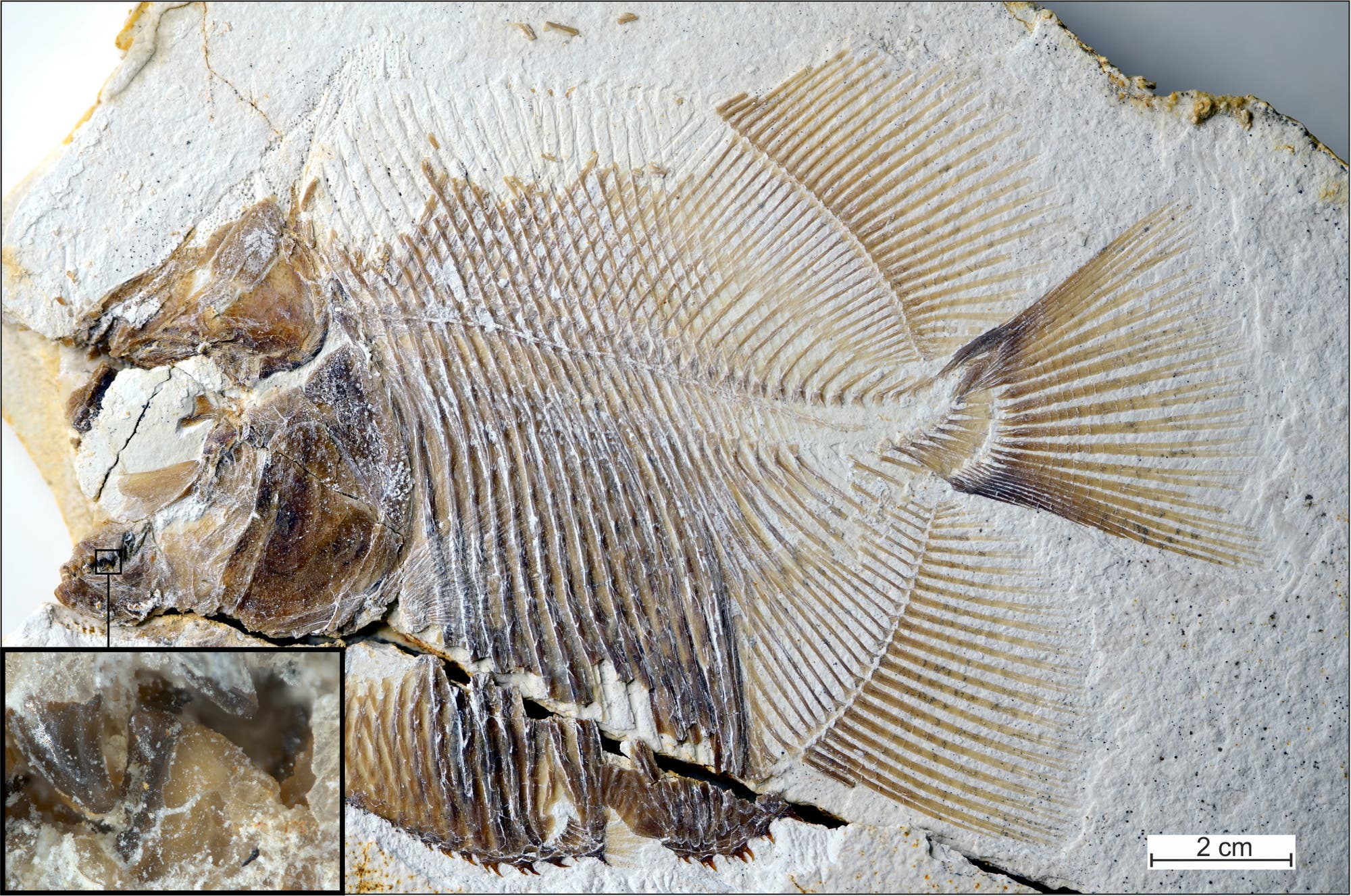 Piranhamesodon pinnatomus Fossil