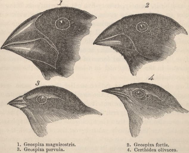 Darwinfinken