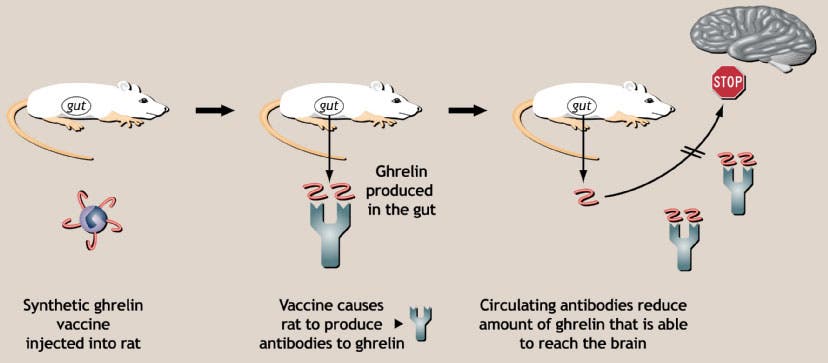 Anti-Ghrelin-Impfung