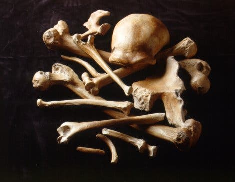 Knochen des Neandertalers