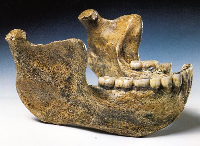 <i>Homo heidelbergensis</i> 