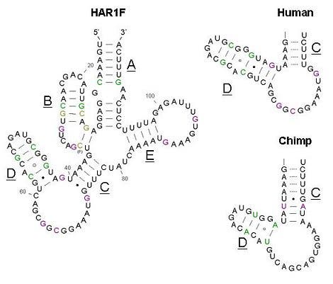 RNA-Struktur von HAR1F