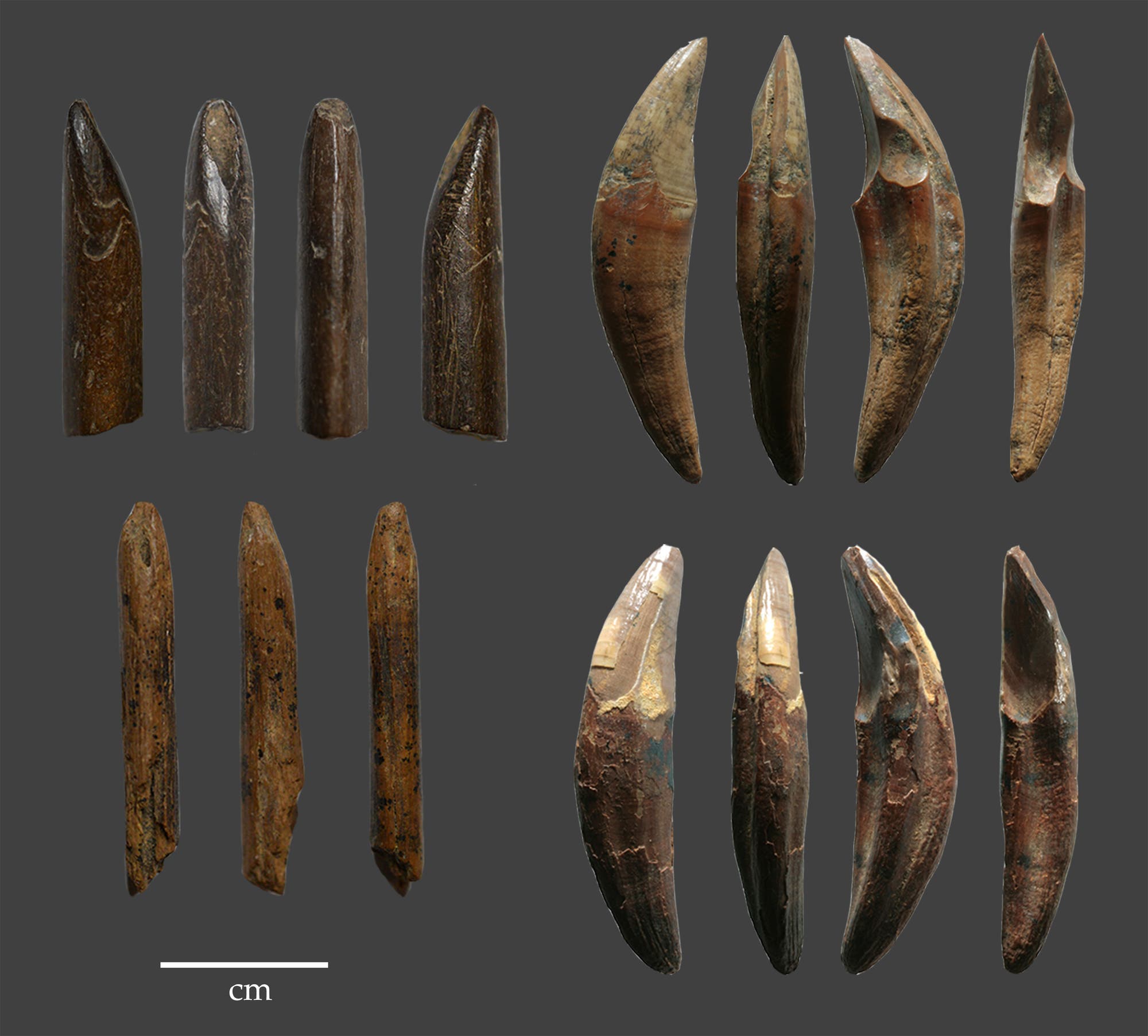 Fa-Hien-Höhle: Werkzeuge aus Affenknochen und -zähnen