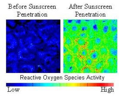 Wirkung von Sonnencreme