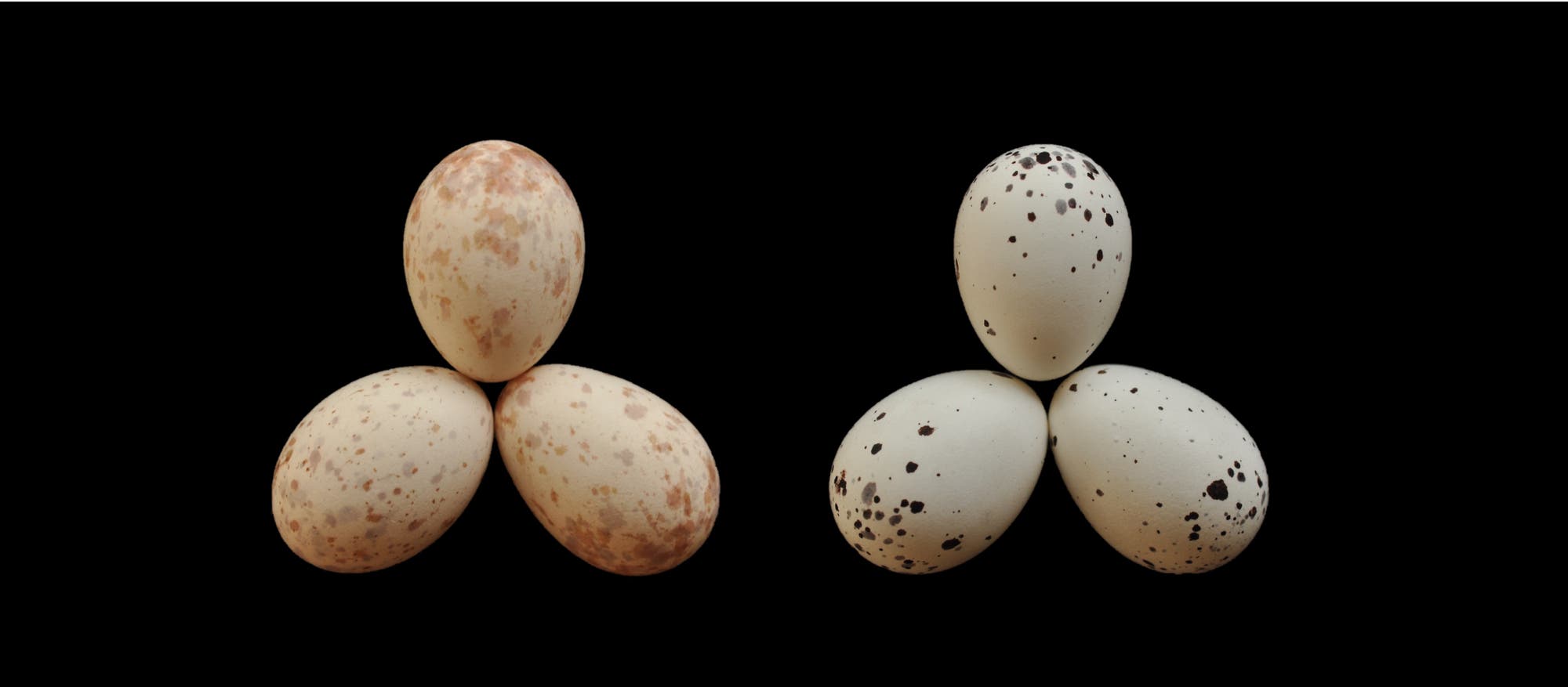In den beiden Gelegen des Trauerdrongos liegt jeweils ein Kuckucksei – kaum zu unterscheiden. Vom Afrikanerkuckuck stammt das Ei ganz rechts.