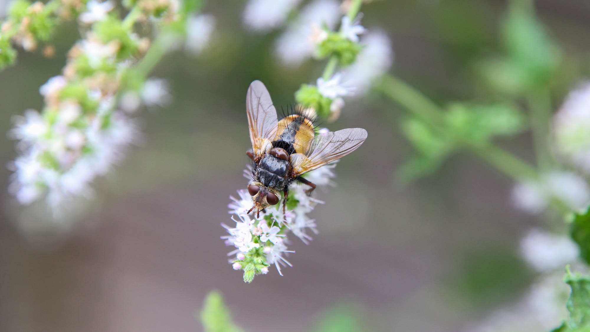 Eine schwarze-orange Igelfliege sitzt auf einer weißen Minzblüte. Gut zu erkennen sind die schwarzen Borsten am Hinterleib der Fliege, die von oben fotografiert ist.