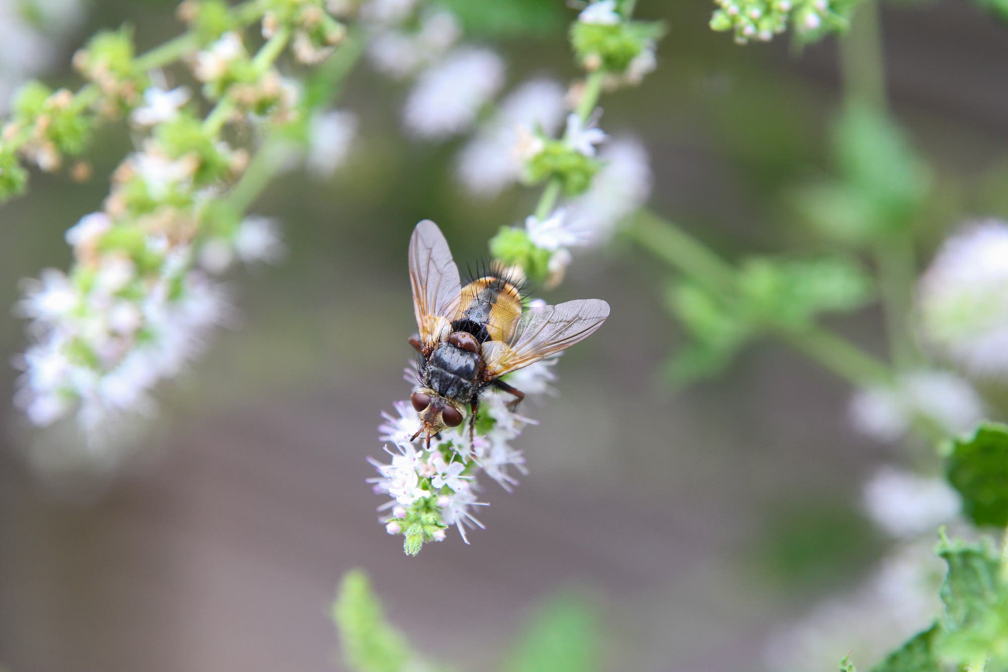 Eine schwarze-orange Igelfliege sitzt auf einer weißen Minzblüte. Gut zu erkennen sind die schwarzen Borsten am Hinterleib der Fliege, die von oben fotografiert ist.