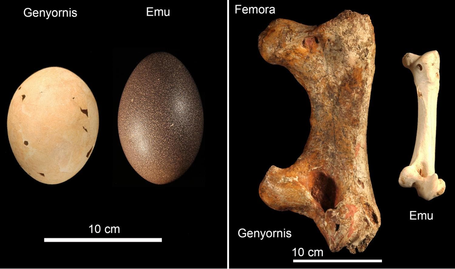 Vermeintliche Eier und Knochen des Donnervogels