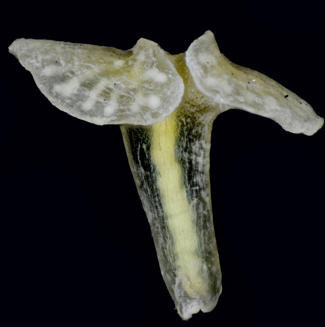 Dendrogramma enigmatica – zwischen Fossil, Pilz und Qualle 