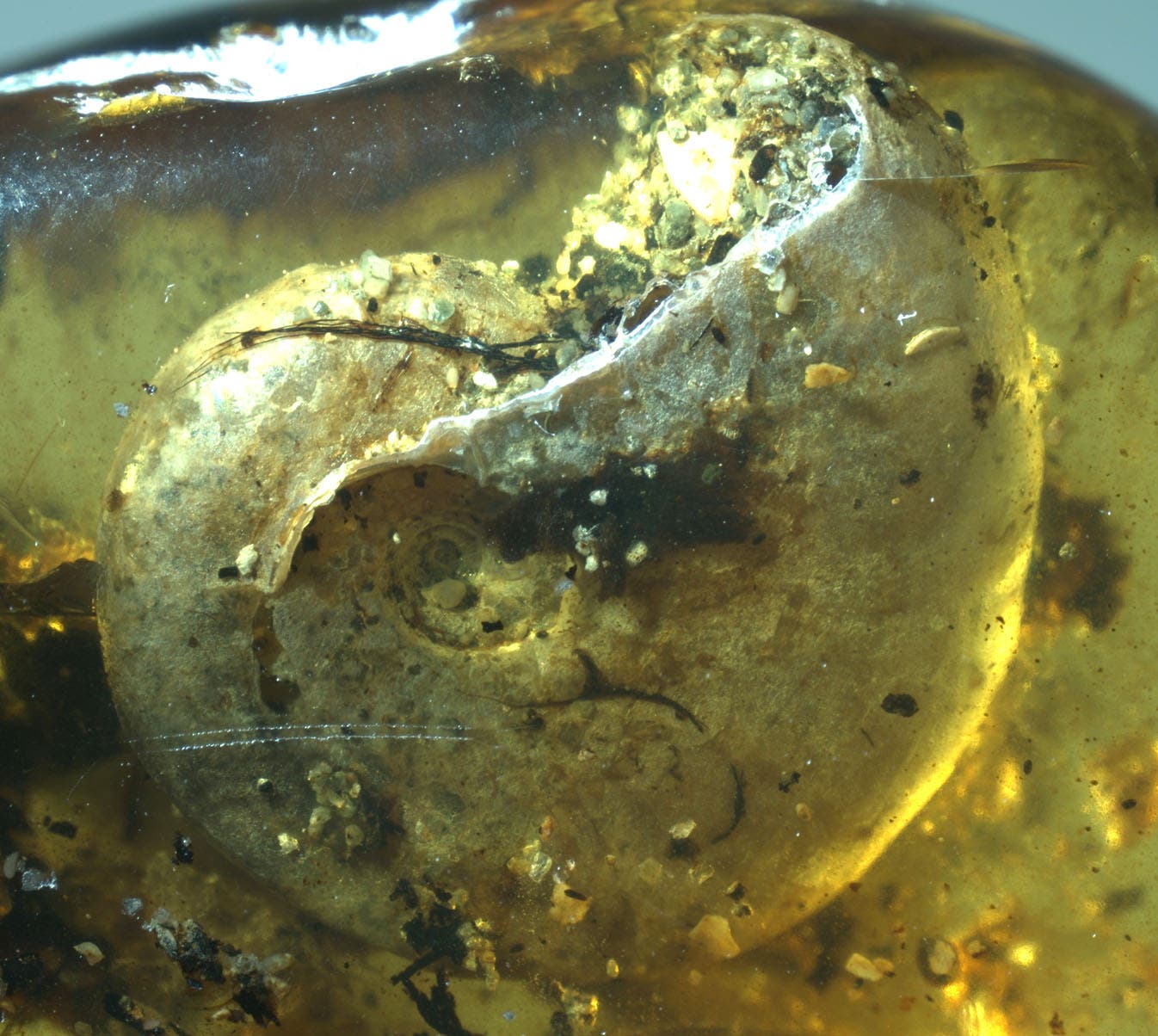 Ein Ammonit, eingeschlossen in kreidezeitlichem Bernstein