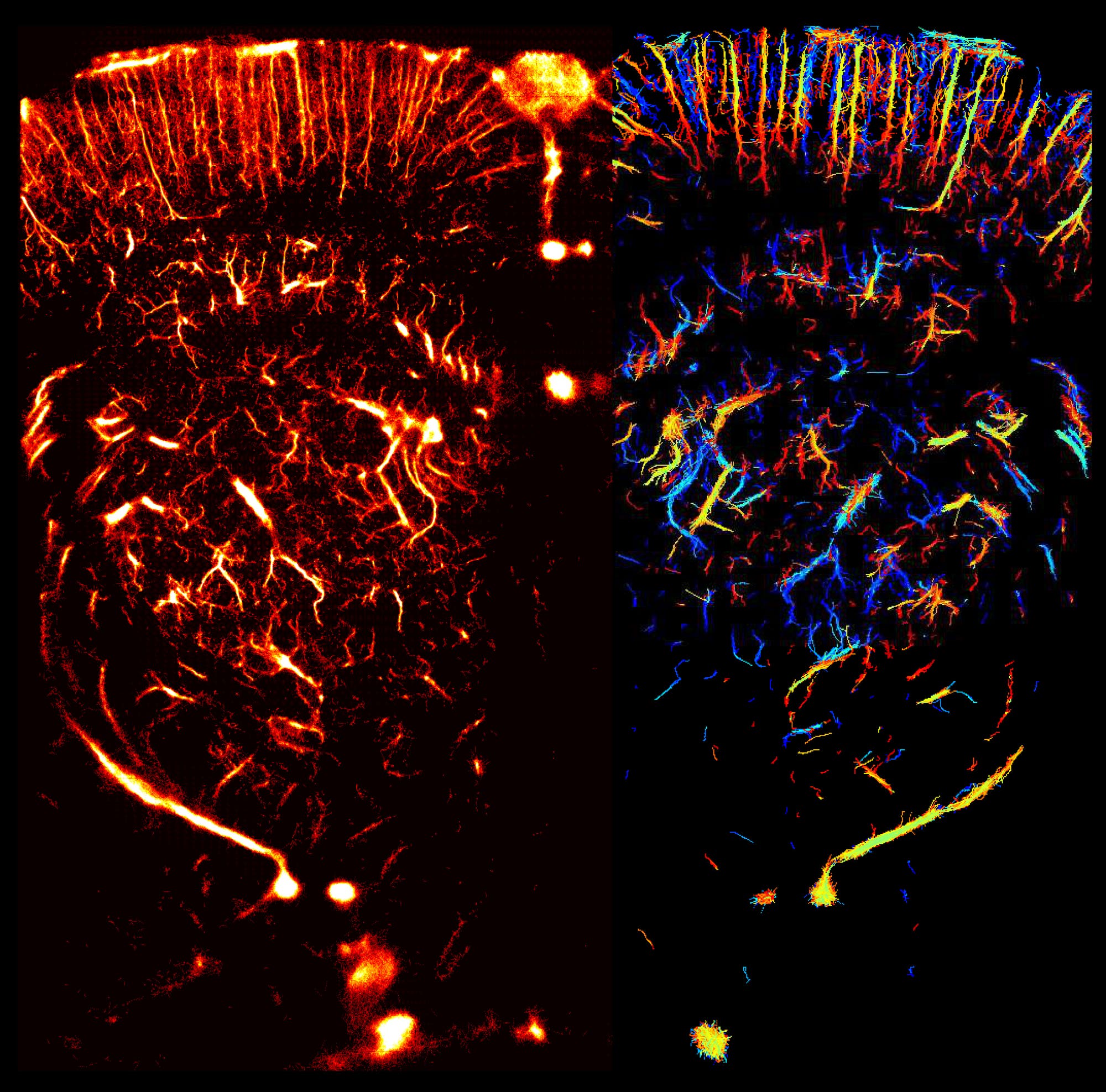 Ultraschallbild eines Rattenhirns 