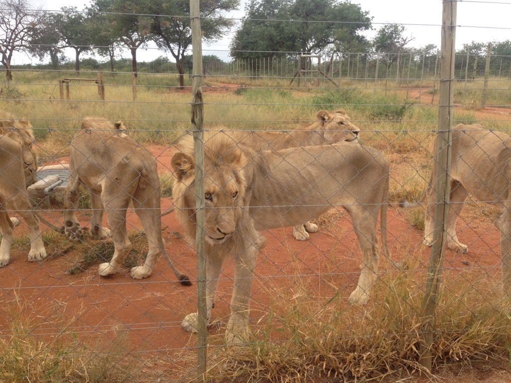 Abgemagerte Löwen auf einer Farm