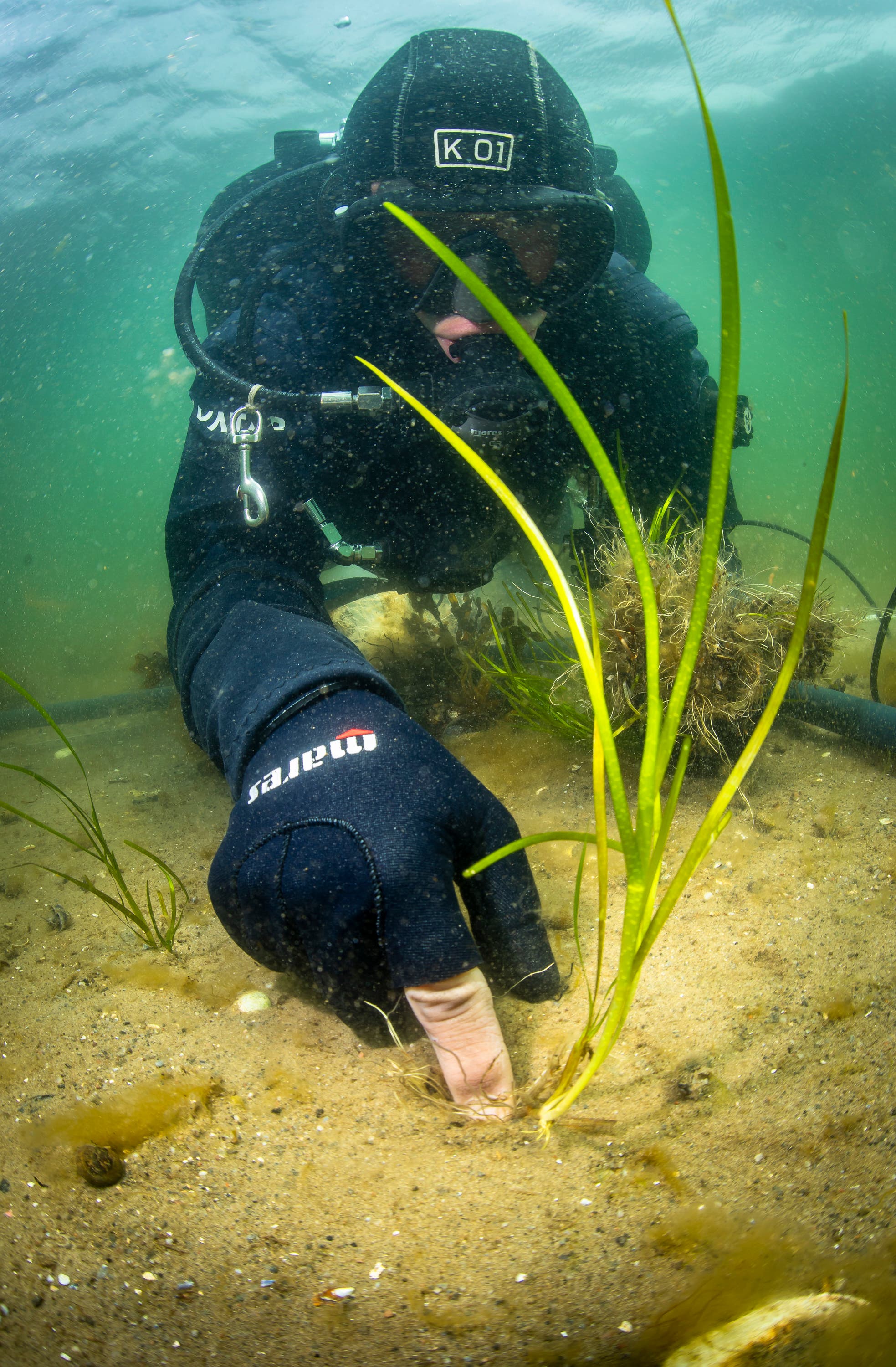 Ein Taucher in einem Neoprenanzug pflanzt unter Wasser Seegras in den sandigen Meeresboden. Die Umgebung ist grünlich und trüb, was auf die Unterwasserbedingungen hinweist. Der Taucher trägt eine Taucherbrille und Atemausrüstung. Im Vordergrund sind die langen, schmalen Blätter des Seegrases zu sehen, die sich im Wasser bewegen.