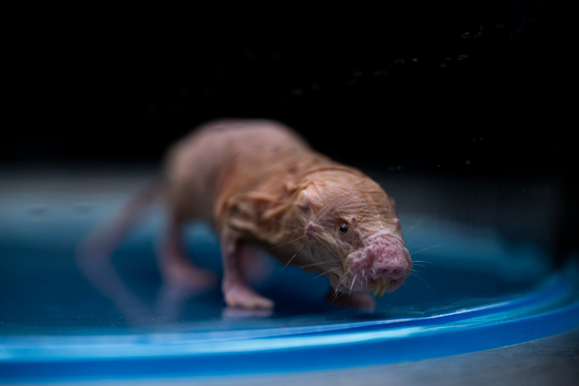 Ein Nacktmull auf einem blauen Behälter. Das Tier hat eine faltige, haarlose Haut und lange Schnurrhaare. Der Hintergrund ist dunkel, was den Fokus auf den Nacktmull lenkt.
