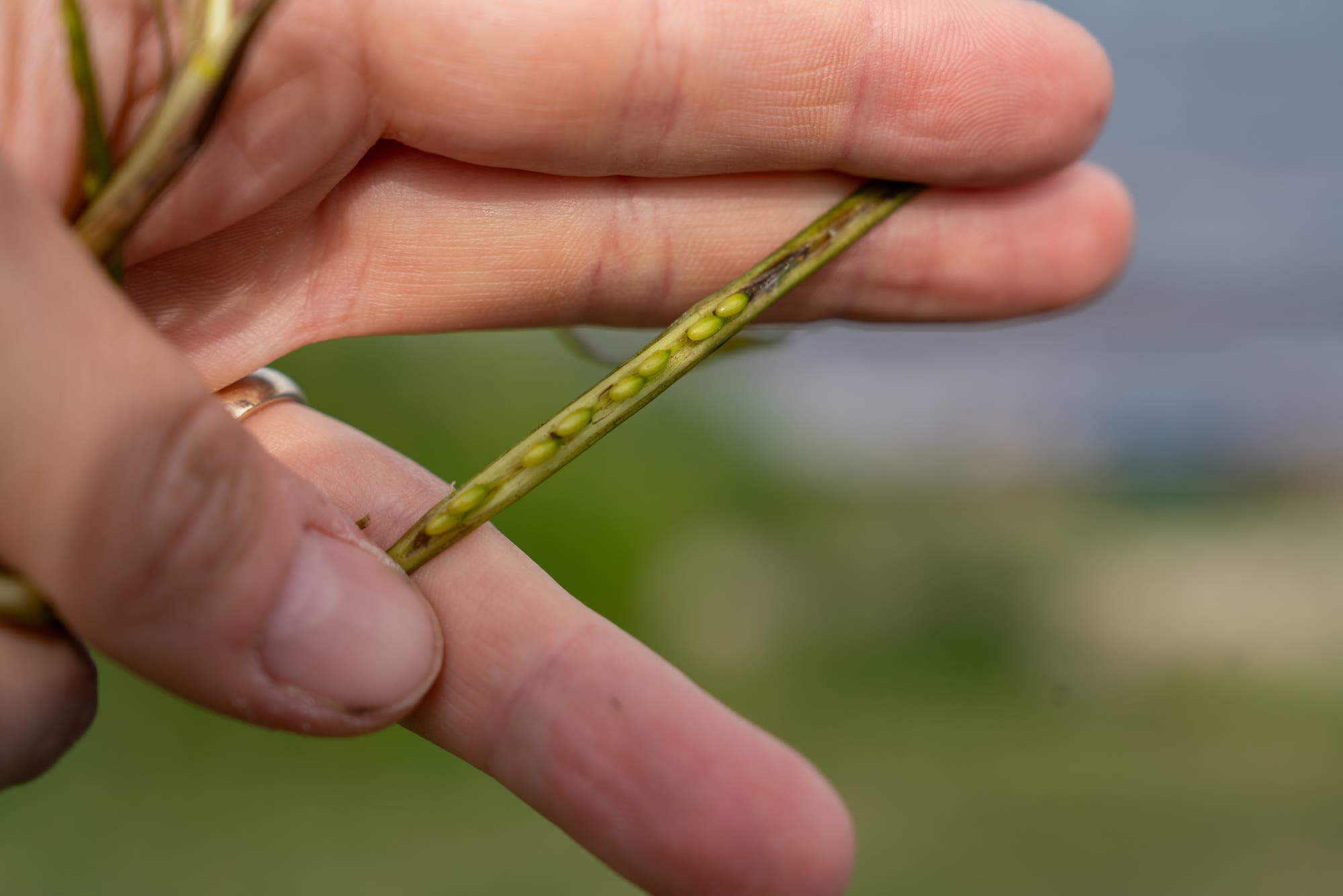 Nahaufnahme einer Hand, die eine geöffnete grüne Schote hält. In der Schote sind mehrere kleine Samen sichtbar. Der Hintergrund ist unscharf und zeigt eine natürliche Umgebung.