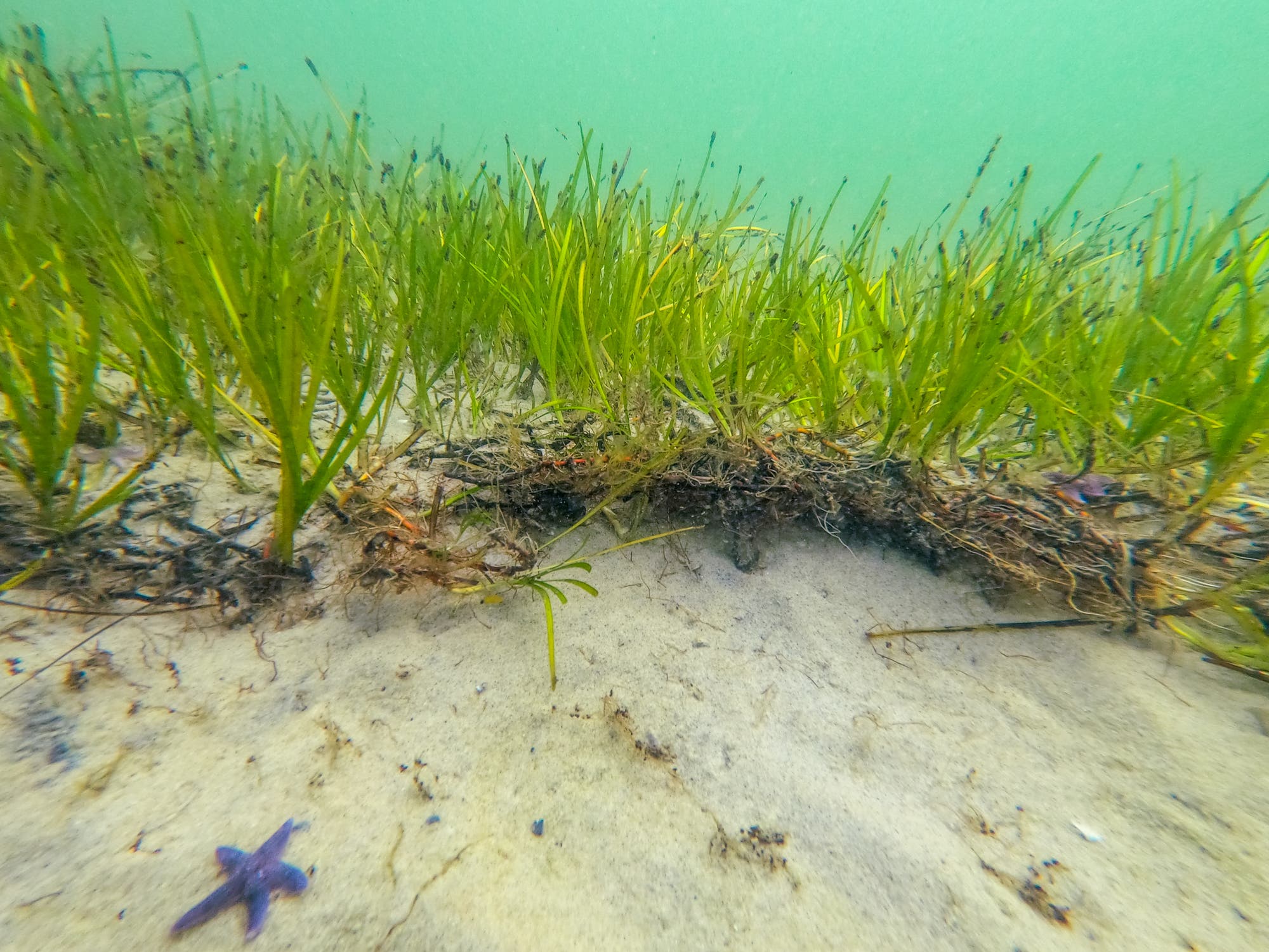 Unterwasseraufnahme eines Seegrasbetts auf sandigem Meeresboden. Im Vordergrund ist ein kleiner, violetter Seestern zu sehen. Die grünen Seegrashalme erstrecken sich in die Ferne, während das Wasser eine klare, türkisfarbene Tönung hat.