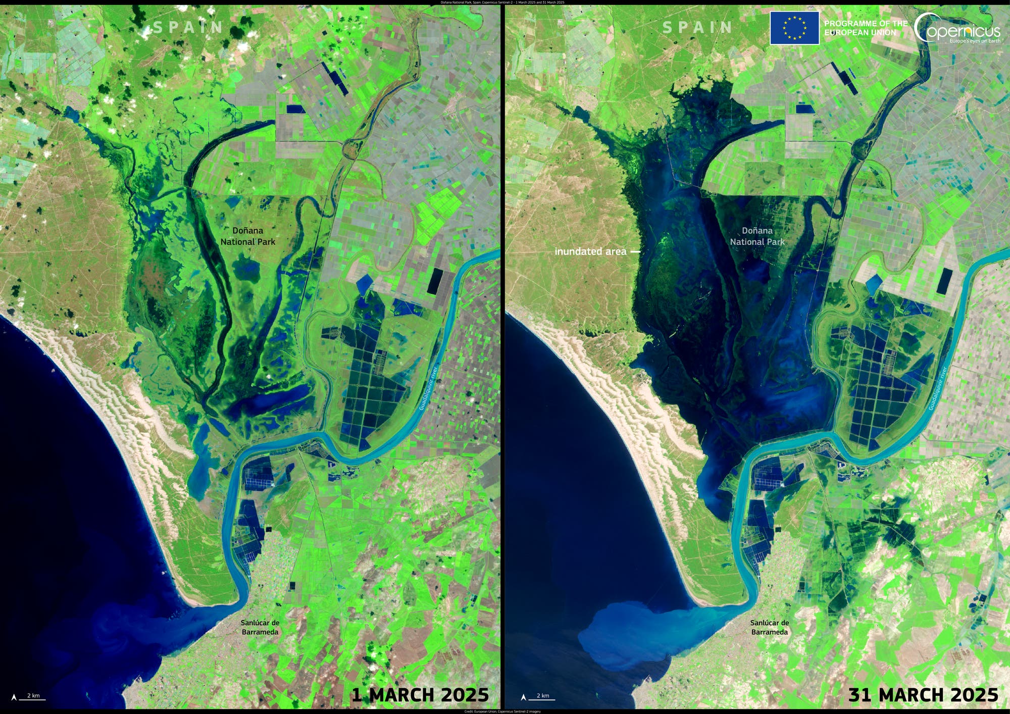 Satellitenbilder des Doñana-Nationalparks in Spanien, die Veränderungen zwischen dem 1. und 31. März 2025 zeigen. Links ist der Park mit grüner Vegetation und landwirtschaftlichen Flächen zu sehen. Rechts ist ein großer Teil des Parks und der umliegenden Gebiete überschwemmt. Text im Bild: "Doñana National Park", "inundated area", "Sanlúcar de Barrameda", "1 March 2025", "31 March 2025". Oben rechts sind die Logos der Europäischen Union und des Copernicus-Programms zu sehen. Satellitenbilder des Doñana-Nationalparks in Spanien, die Veränderungen zwischen dem 1. und 31. März 2025 zeigen. Links ist der Park mit grüner Vegetation und landwirtschaftlichen Flächen zu sehen. Rechts ist ein großer Teil des Parks und der umliegenden Gebiete überschwemmt. Text im Bild: "Doñana National Park", "inundated area", "Sanlúcar de Barrameda", "1 March 2025", "31 March 2025". Oben rechts sind die Logos der Europäischen Union und des Copernicus-Programms zu sehen.