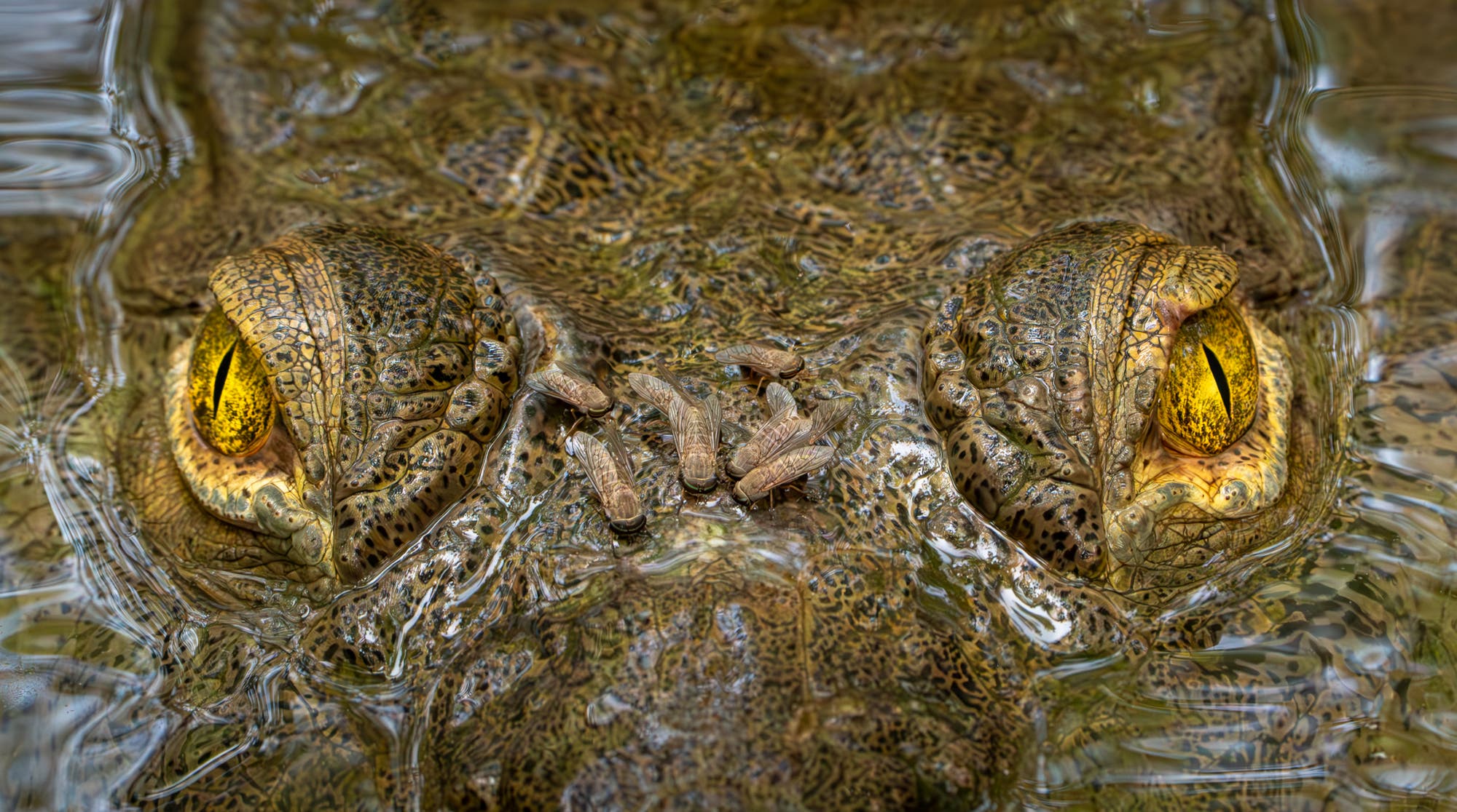 Nahaufnahme eines Krokodilkopfes im Wasser, mit gelben Augen und detaillierter Hautstruktur. Mehrere Insekten sitzen auf der Haut des Krokodils. Die Textur und Farbe der Haut sind gut sichtbar, was die Tarnung im Wasser verdeutlicht.