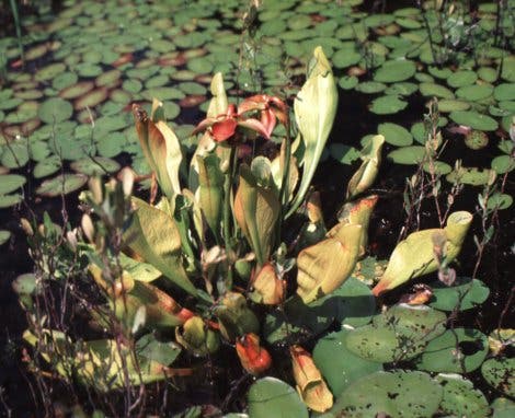 Schlauchblattpflanzen im Sumpf